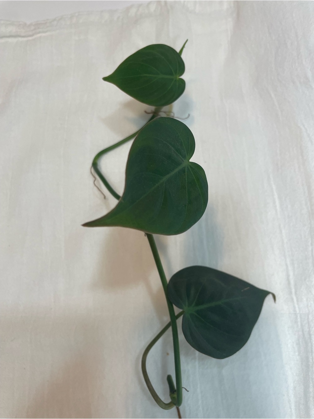 Mican Philodendron Green Heart-Shaped Vining Plant 1 Cutting - Home Accent